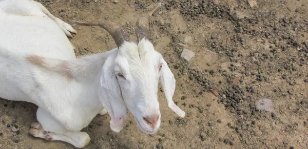 Goats Farm Environment Brazil — Fotografia de Stock