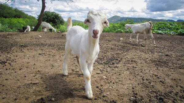 Goats Farm Environment Brazil — Φωτογραφία Αρχείου