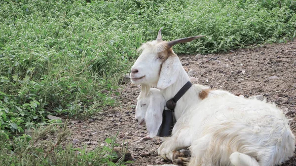 Goats Farm Environment Brazil — стокове фото