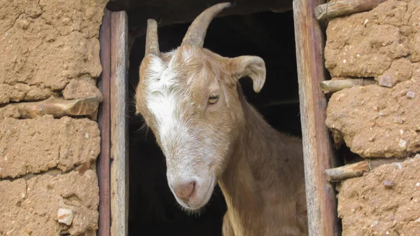 Goat Window Mud House — Stock Photo, Image