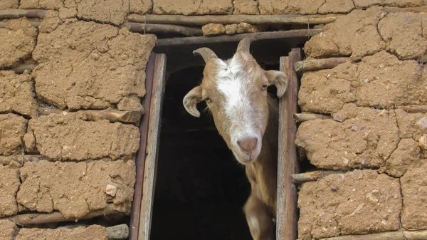 goat in the window of a mud house