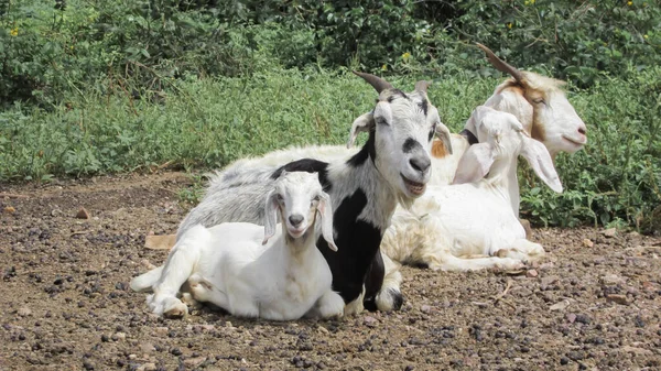 Goats Farm Environment Brazil — стокове фото