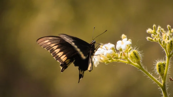 Black Yellow Butterfly Swallowtail White Flowers Caatiga Biome — Stockfoto