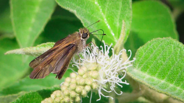 Yellow Butterfly Feeds Nectar Spring Tropical Climate — Stock Fotó