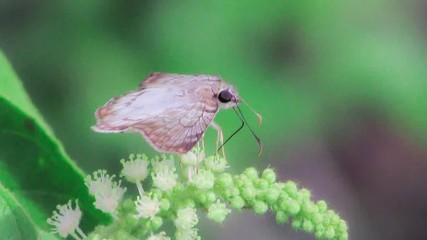 Yellow Butterfly Feeds Nectar Spring Tropical Climate — 图库照片