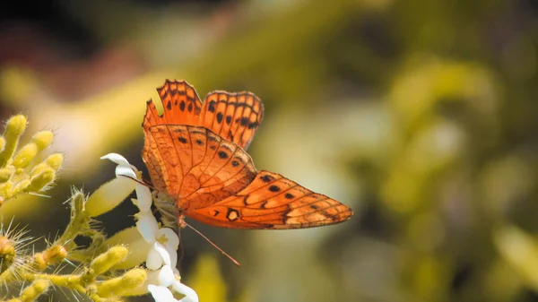 Yellow Butterfly Feeds Nectar Spring Tropical Climate — Φωτογραφία Αρχείου