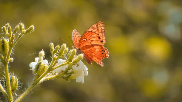 Yellow Butterfly Feeds Nectar Spring Tropical Climate — Φωτογραφία Αρχείου