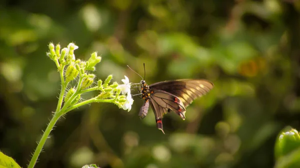 Black Yellow Butterfly Swallowtail White Flowers Caatiga Biome — Photo