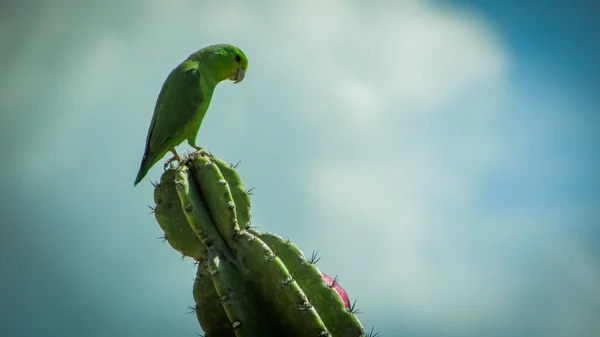 Birds eating cacti mandacaru fruits in the background mountains in the caatinga biome