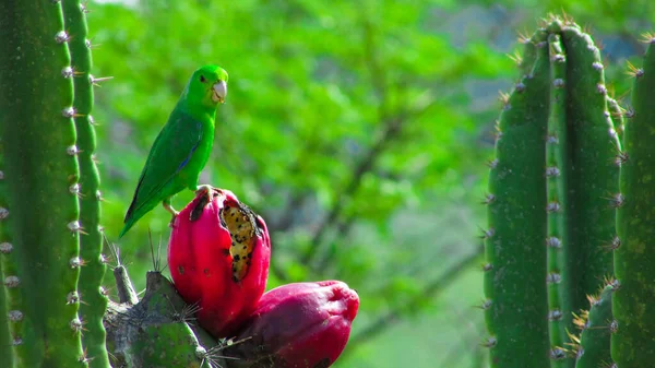Birds eating cacti mandacaru fruits in the background mountains in the caatinga biome