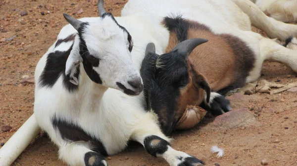 Female Goat Her Cub Making Semi Adult Seena Tenderness Warmth — Fotografia de Stock