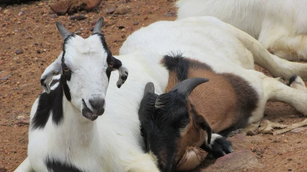 Female Goat Her Cub Making Semi Adult Seena Tenderness Warmth — стоковое фото