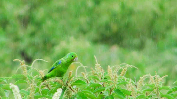 Green Parakeet Bird Mixed Green Landscape Likes Rain Background — Stock Photo, Image