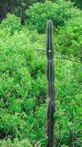 Mandacaru Cacti Isolated Middle Caatinga Green Background Rooting — Photo