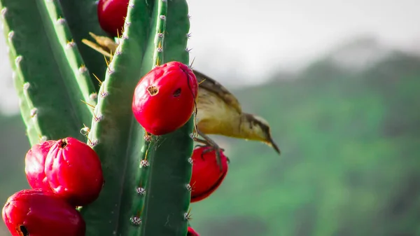 Birds eating cacti mandacaru fruits in the background mountains in the caatinga biome