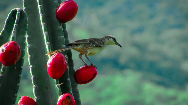 Birds eating cacti mandacaru fruits in the background mountains in the caatinga biome