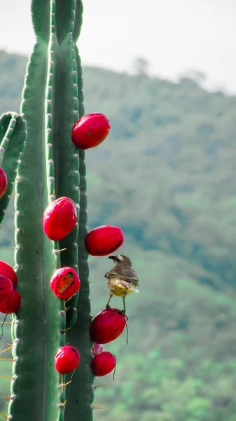 Birds Eating Cacti Mandacaru Fruits Background Mountains Caatinga Biome — Φωτογραφία Αρχείου
