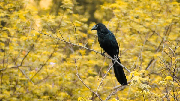 Black Bird Background Orange Leaf Forest — Stockfoto
