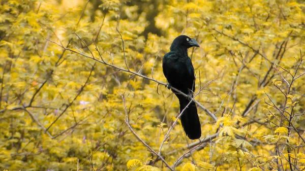 Black Bird Background Orange Leaf Forest — Fotografia de Stock