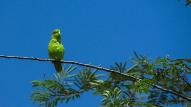 bird parakeet green northeastern brazil