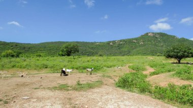 goats in the background pasture a caatinga landscape in northeastern Brazil