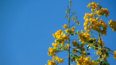 yellow flower toned by the sunlight and the blue sky in the background