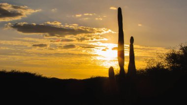 Landscape with sunset through mandacaru cacti in the biome caatinga in northeastern Brazil