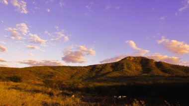 Landscape with sunset through mandacaru cacti in the biome caatinga in northeastern Brazil