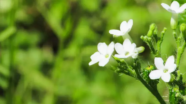 Flores Brancas Com Fundo Verde — Fotografia de Stock