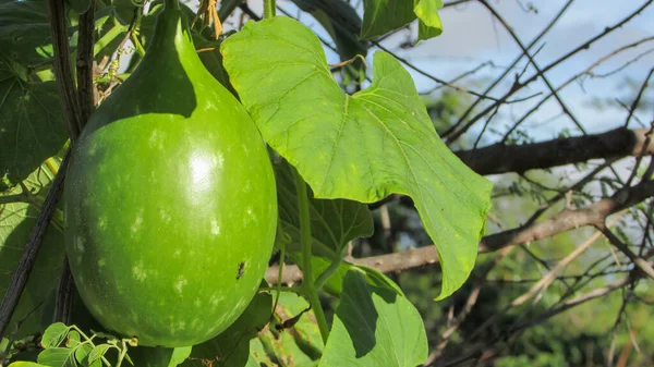 Giant Gourds Still Developing Nature — Foto Stock