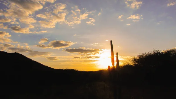 Landscape Sunset Mandacaru Cacti Biome Caatinga Northeastern Brazil — стоковое фото