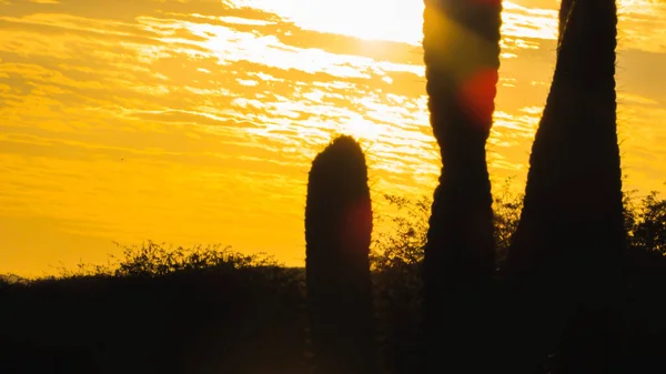 Landscape Sunset Mandacaru Cacti Biome Caatinga Northeastern Brazil — Stock Photo, Image