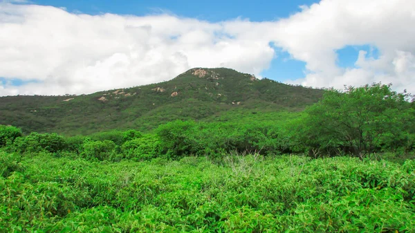 Landscape Green Nature Brazil See Caatinga Perioldo Chvas — Foto de Stock