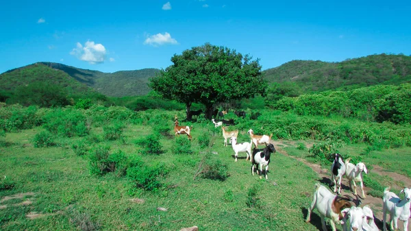 Goats Background Pasture Caatinga Landscape Northeastern Brazil — Foto de Stock