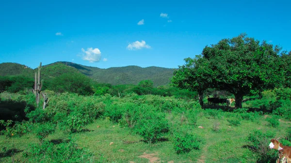 Landscape Green Nature Brazil See Caatinga Perioldo Chvas — Fotografia de Stock