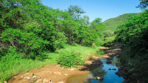 Ландшафт Зеленої Природи Бразилії Бачимо Кататингу Периольдо — стокове фото