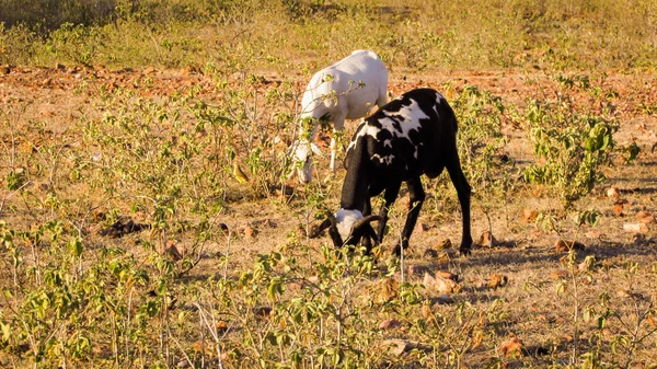 Sheep Grazing Sunset Semi Arid Scenery Caatinga Biome Brazil — Stock Fotó