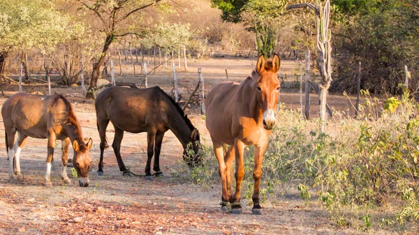 Horses Natural Environment Feeding Orange Light Sunset — стоковое фото