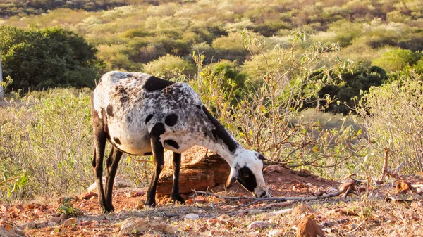 Sheep Grazing Sunset Semi Arid Scenery Caatinga Biome Brazil — 스톡 사진