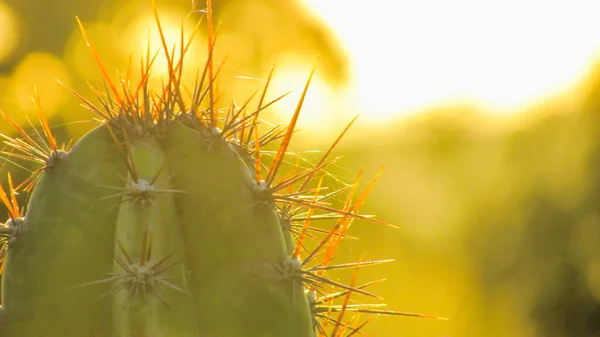 Cactus Thorns Shining Sunset Light — 图库照片