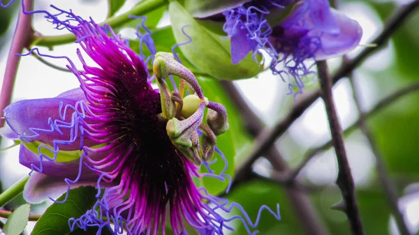 Wild Passionflower Flowers Variety Countless Exgite Brazil — Stok fotoğraf