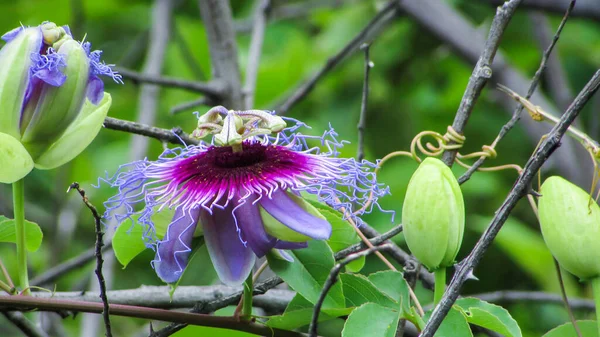 Wild Passionflower Flowers Variety Countless Exgite Brazil — Fotografia de Stock