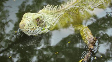 Iguana is a genus of reptile in the family Iguanidae. The species of this genus occur in climatic regions of Central America, South America and the Caribbean