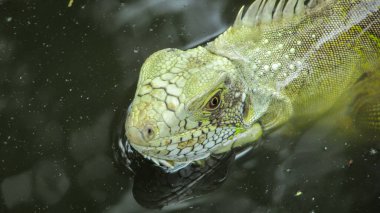 Iguana is a genus of reptile in the family Iguanidae. The species of this genus occur in climatic regions of Central America, South America and the Caribbean