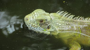 Iguana is a genus of reptile in the family Iguanidae. The species of this genus occur in climatic regions of Central America, South America and the Caribbean