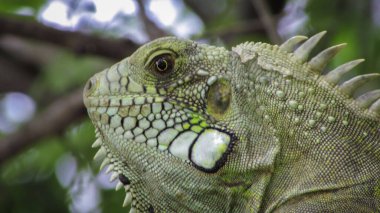 Iguana is a genus of reptile in the family Iguanidae. The species of this genus occur in climatic regions of Central America, South America and the Caribbean