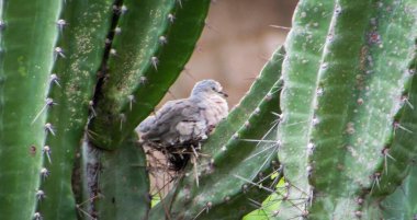 Nest of dove in mandacaru cacti
