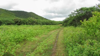 Road that crosses nature