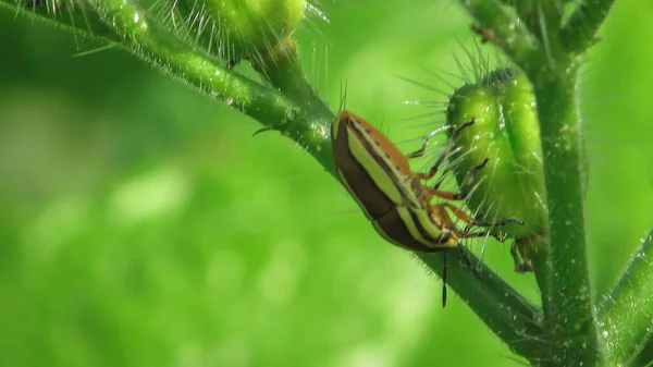 Insect Highlighted Green Leaves Background — Stock Fotó