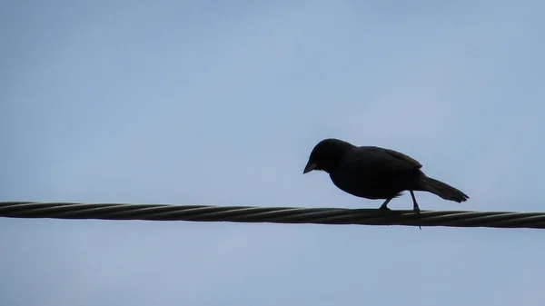 Pájaro Negro Sobre Fondo Azul Cielo —  Fotos de Stock